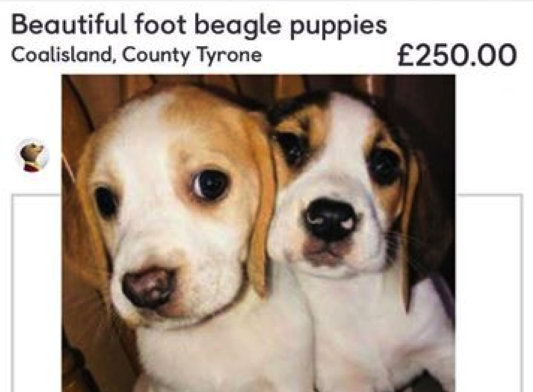 Disease claims lives of dogs rescued from puppy farm