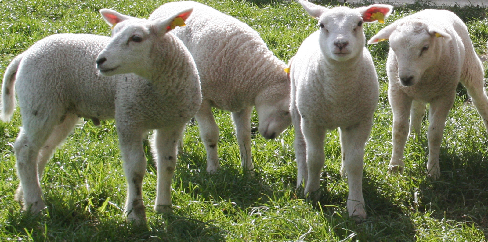 Urgent action needed to tackle collapse in beef and lamb prices