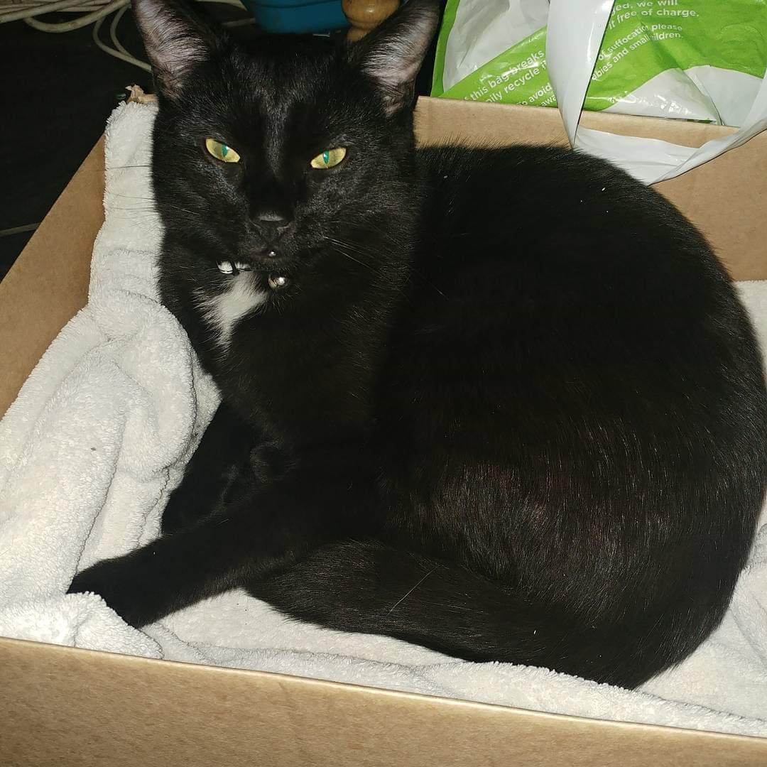 Curious cases of cats going missing without trace