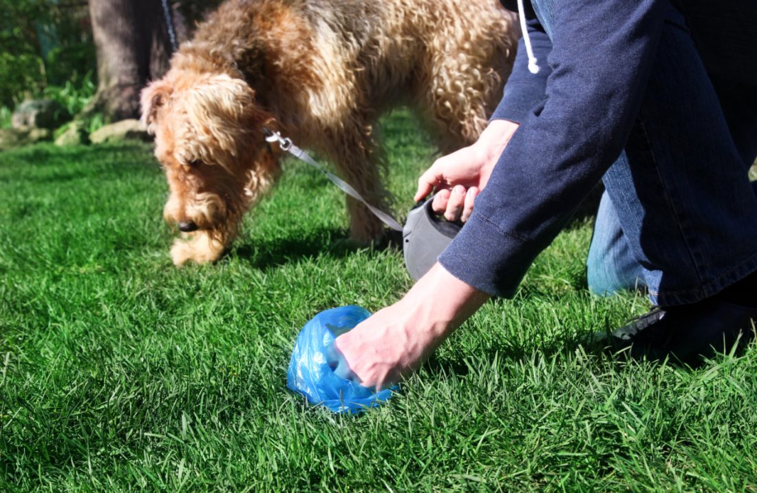 Just seven fines issued for dog fouling