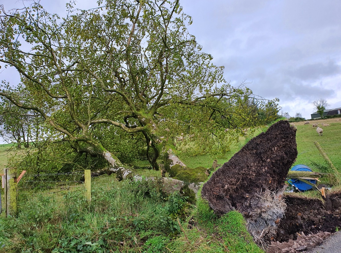Storm Ellen: Roads blocked due to fallen trees
