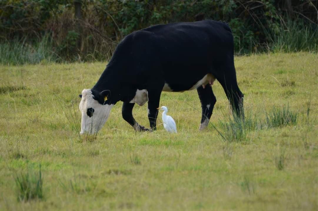 Rare cattle egret spotted in skies above Strabane