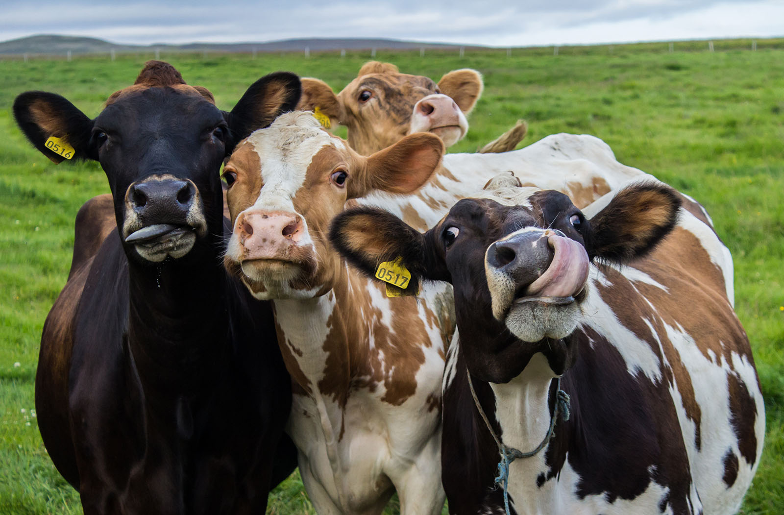 Adventurous Newtown cows rescued from slurry tank