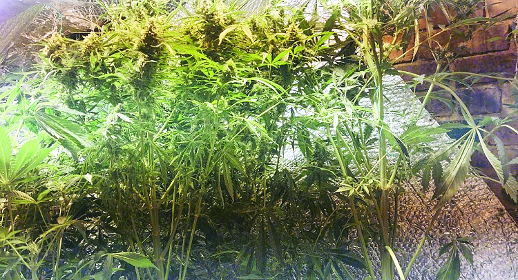 Cannabis and cash totalling £20,000 seized in Tyrone