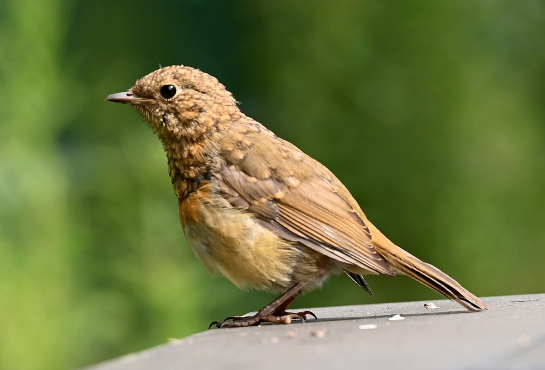 New riverside walk offers a different view of Omagh