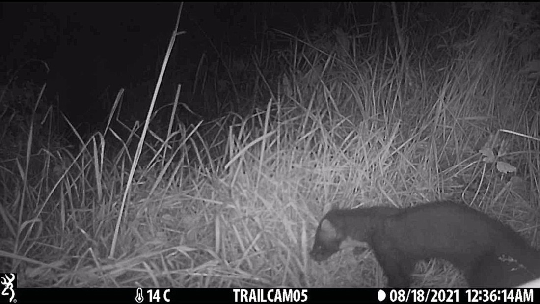 Young Riverine explorers discover elusive pine marten