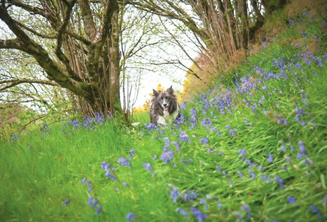 Scenic Bernish Glen offers a fascinating glimpse in Tyrone’s past