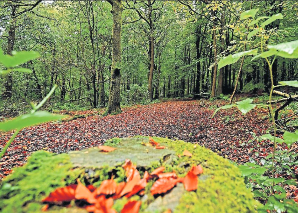 Drumcairne Forest is a paradise of pine, decorated in the warm beauty of autumn