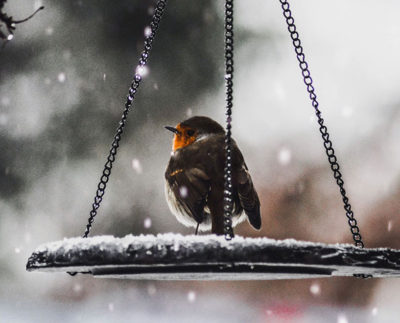 winterbirds_wearetyrone