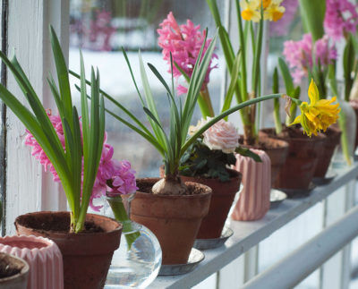 wintergarden_wearetyrone