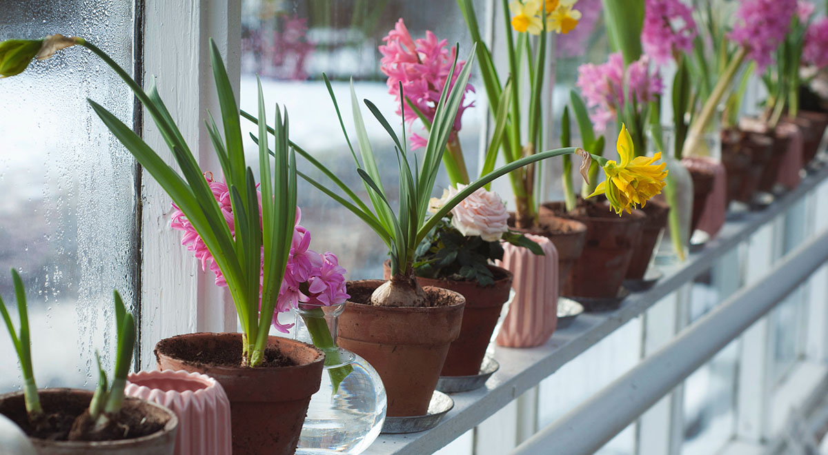 This wintertime enjoy a thriving garden