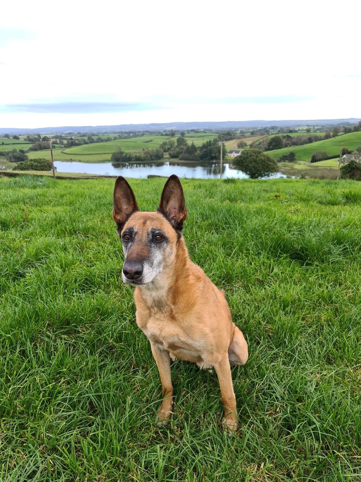 Loyal police dog passes away after illness