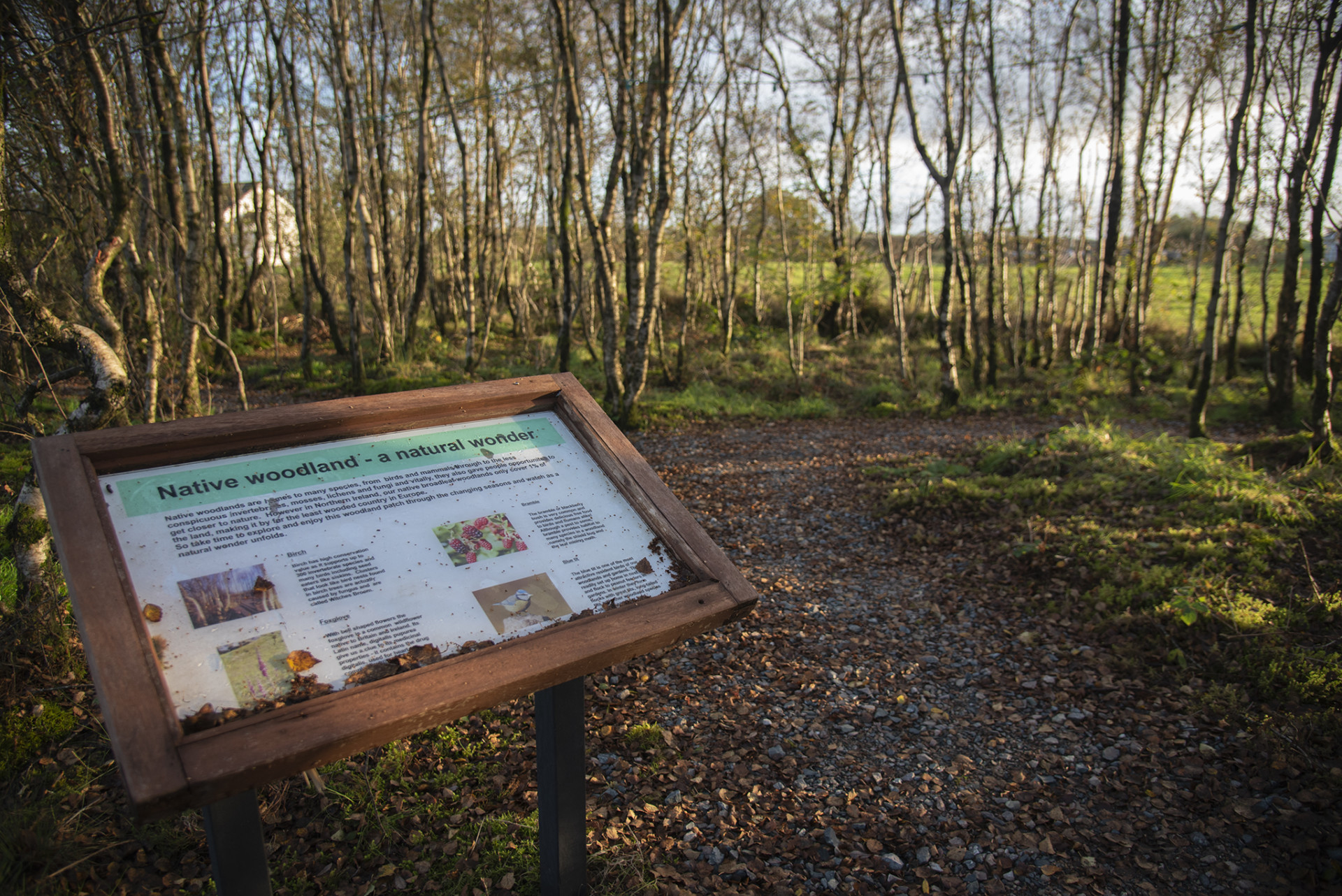 Gem of a walk through the heart of Mid Tyrone