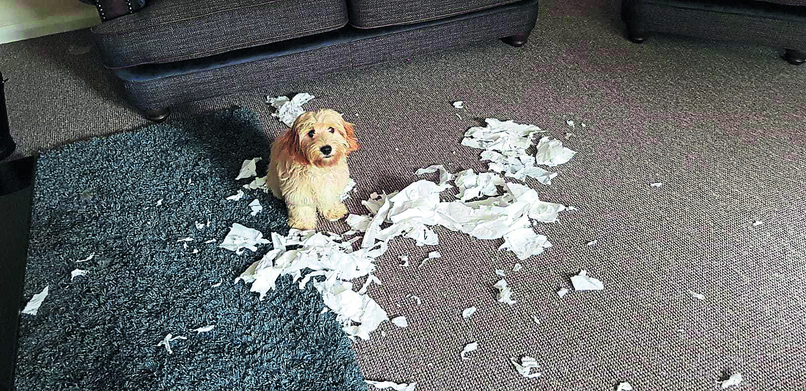 Eating’s cheating with Waffle – Wuff With The Smooth