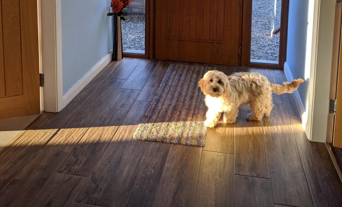 Don’t. Pet. The dog