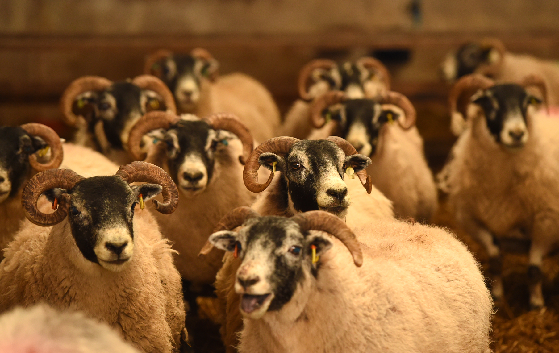 Council concerns over impact of new policy proposal on small farmers