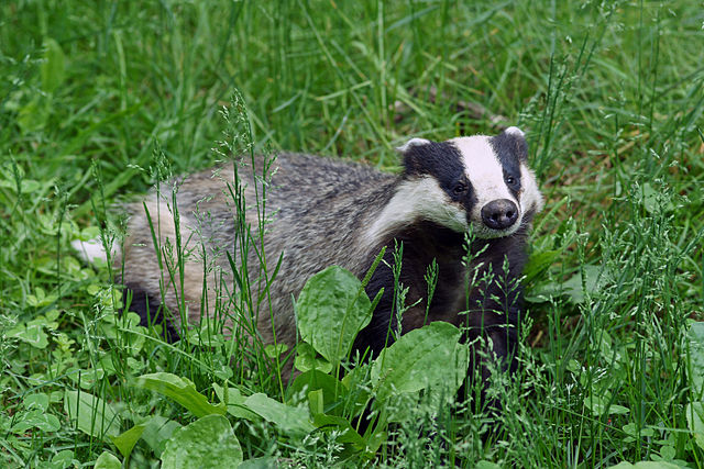 Appeal over badgers killed on Tyrone  roads as minister proposes cull