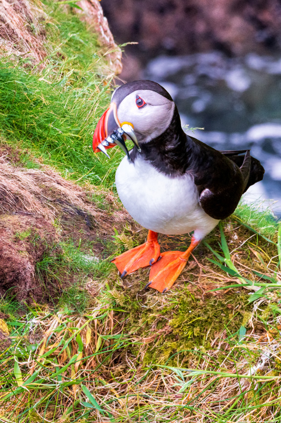 Strabane photographer spots Puffin