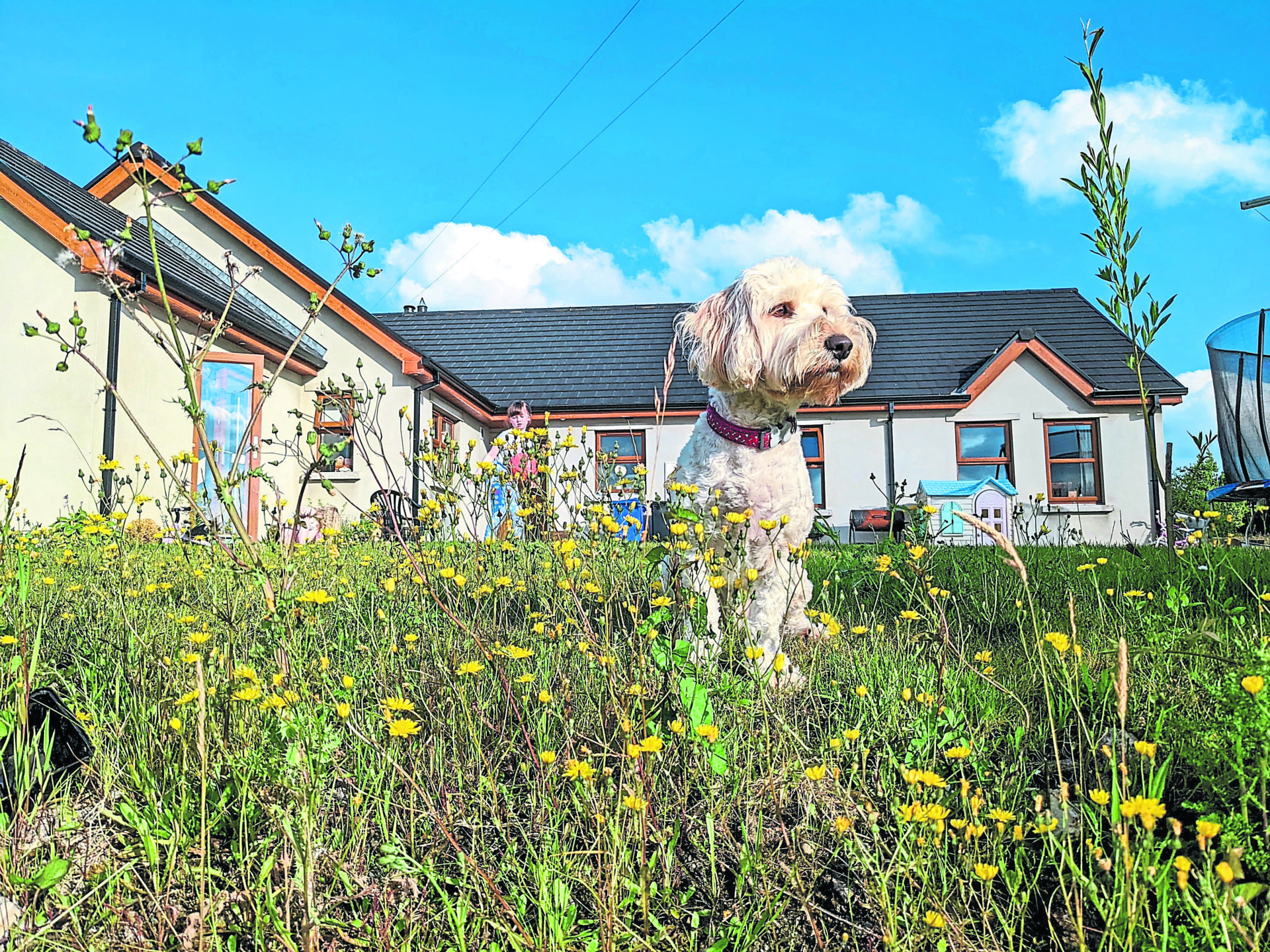The Wuff With The Smooth: A dog in Moscow