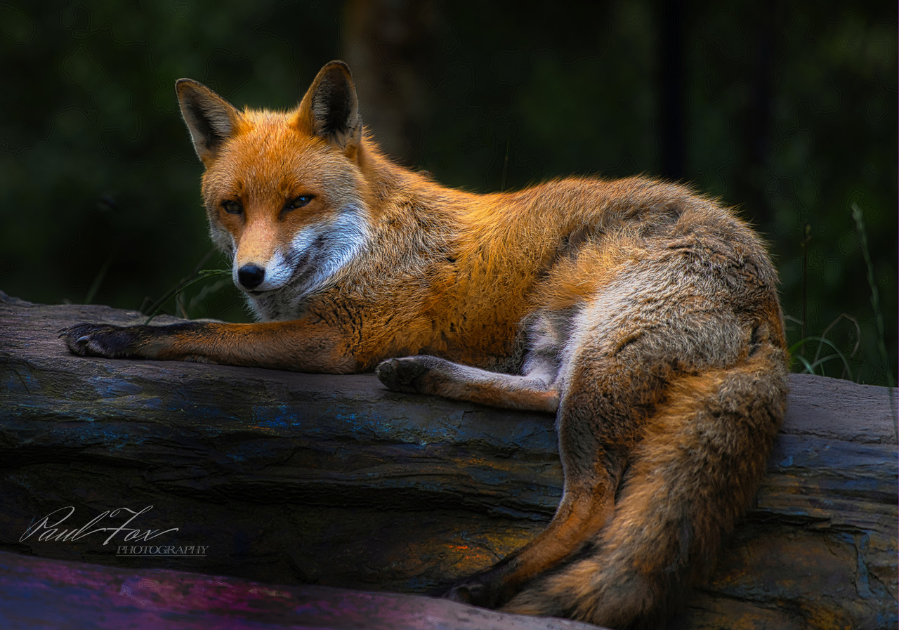Omagh photographer snaps some shots at Wild Ireland
