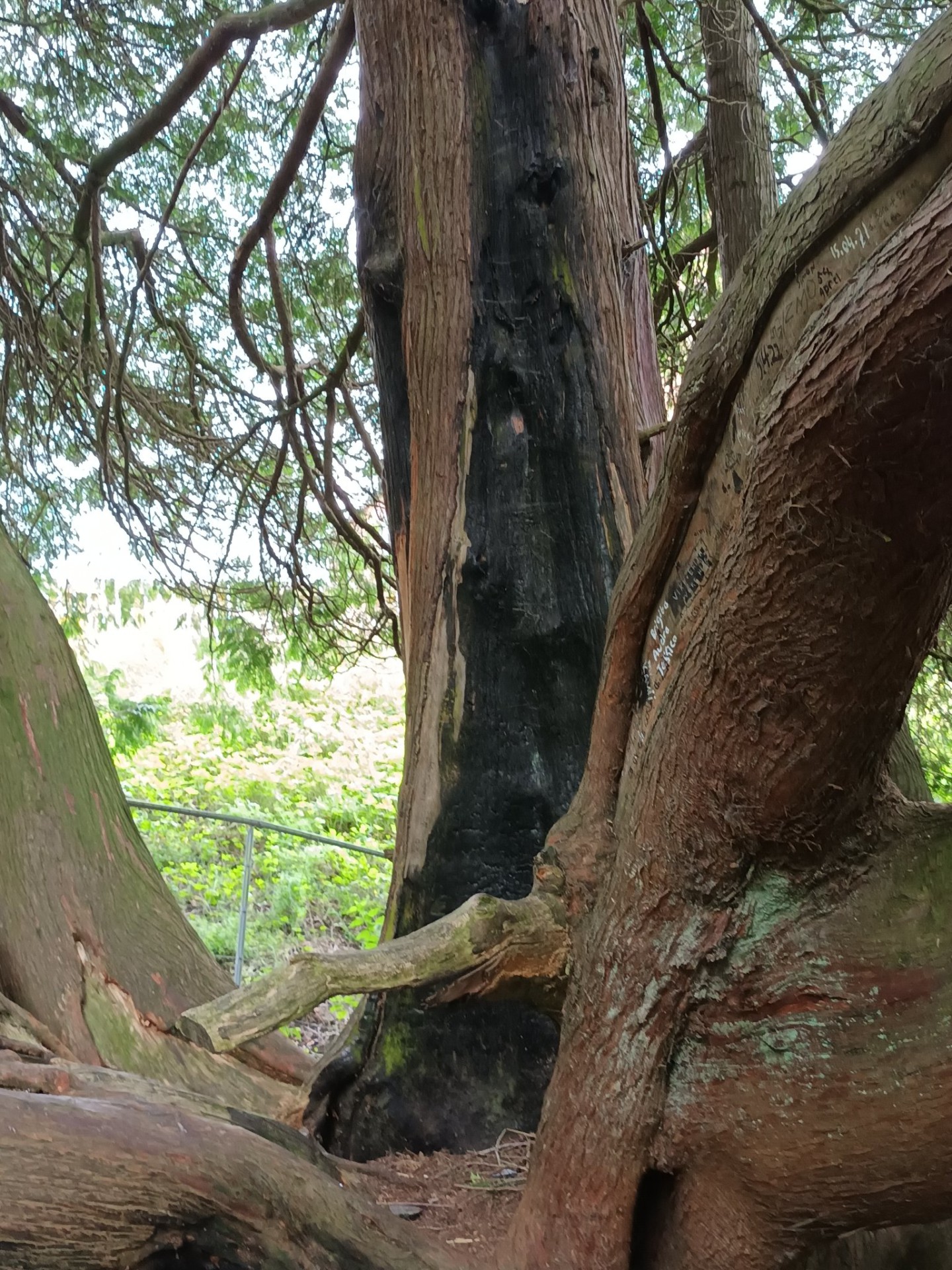 Arson attacks on 250-year-old tree in Dungannon