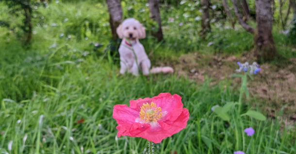 Wake up and smell the flowers