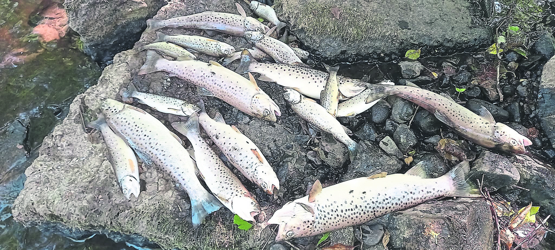 Frustration at response to Torrent River pollution Body