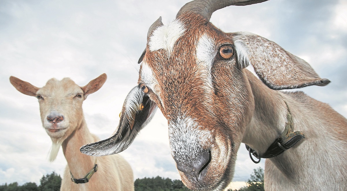 I’ve goat shakable principles