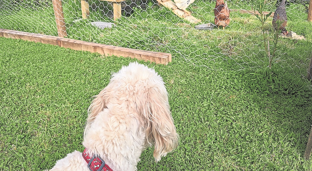 Wuff With The Smooth – Like a fine whine…