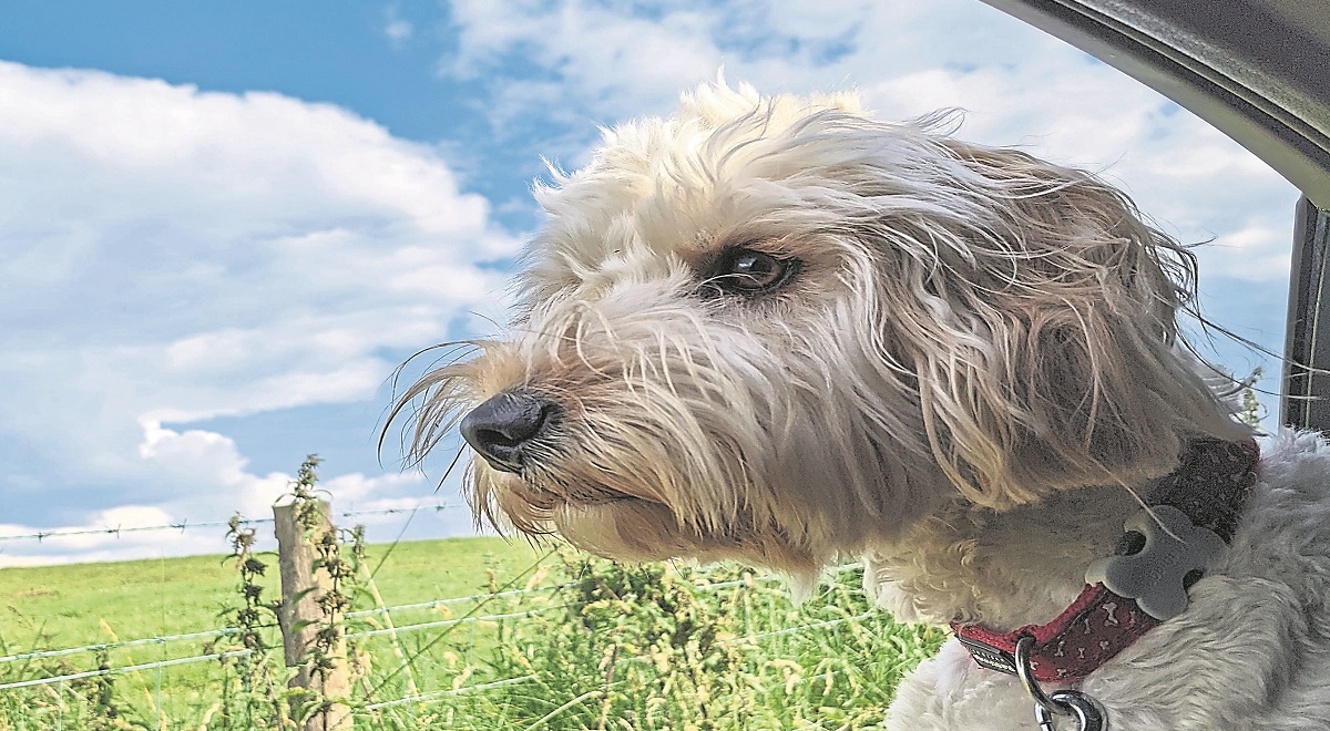 You’ve got to be kitten me