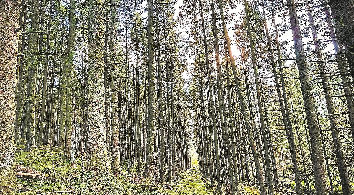 Walk in memory of Tommy Nugent in Gortin Glens