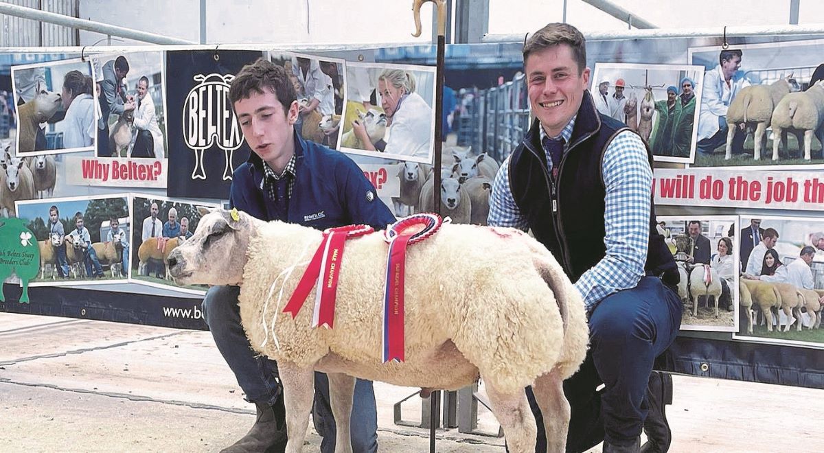 Diamond family shine at Beltex Sheep Breeder’s Club Sale