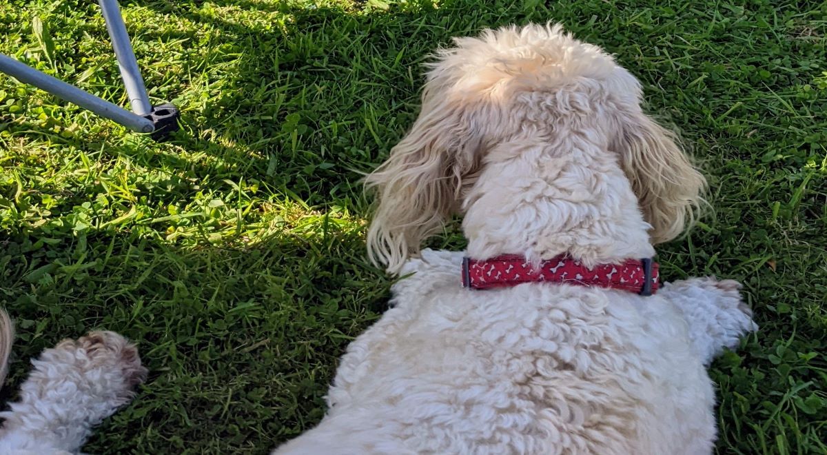 What the cluck? – The Wuff With The Smooth