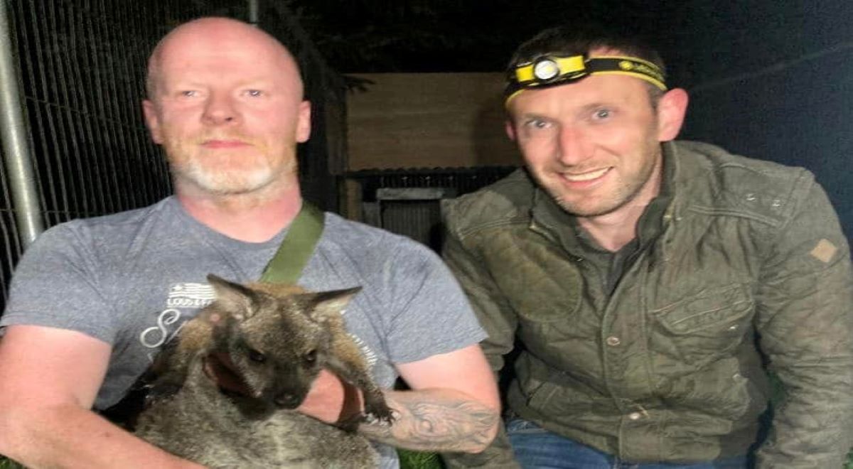 ‘Winnie’ the wallaby found