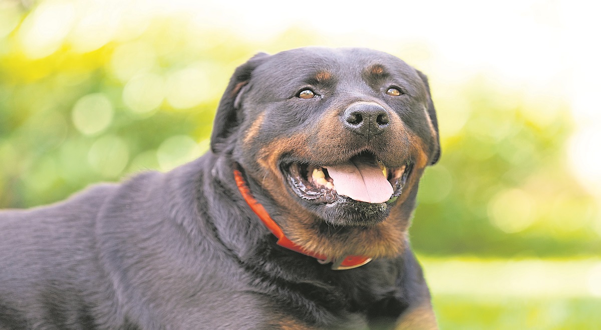 When can you let your dog off the lead…?