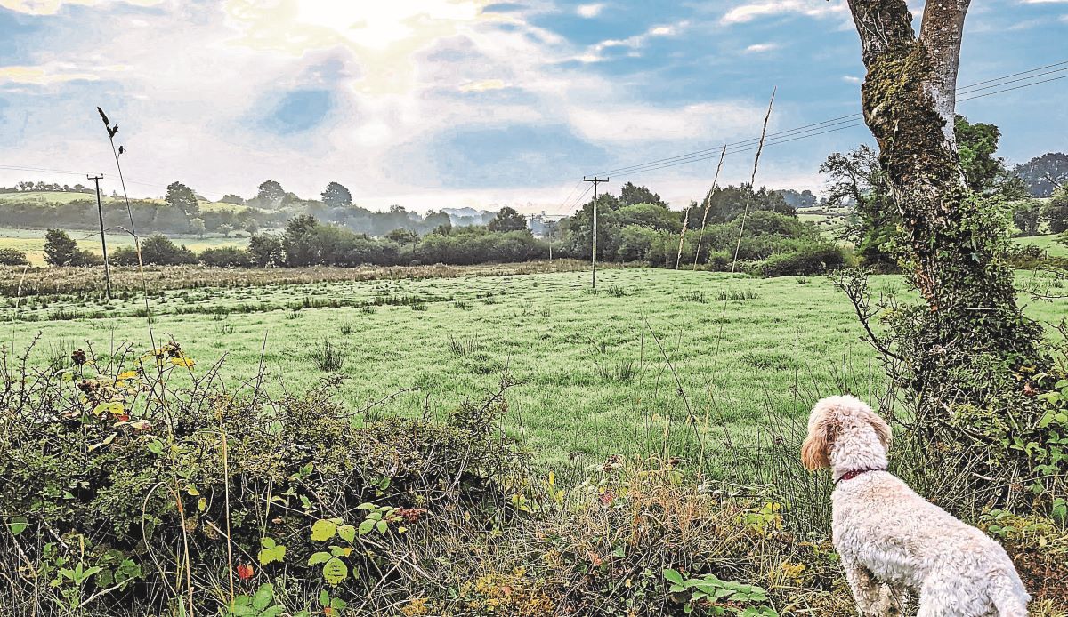 Do dogs go to heaven?