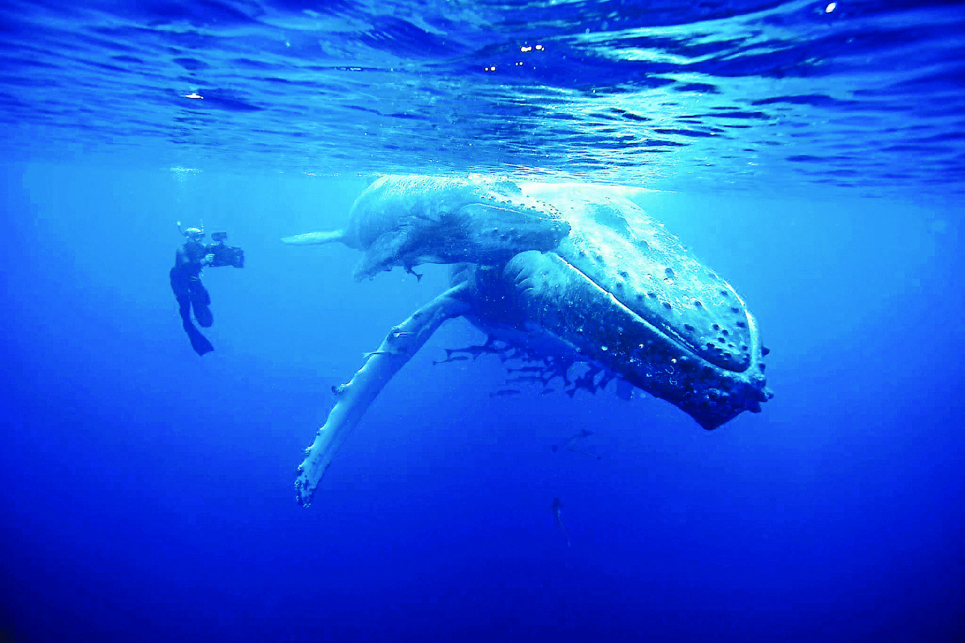 Attenborough’s cameraman coming to Strule Arts Centre