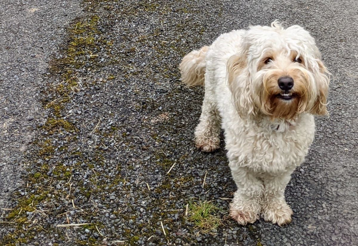 ‘Right Waffle! Get them!’