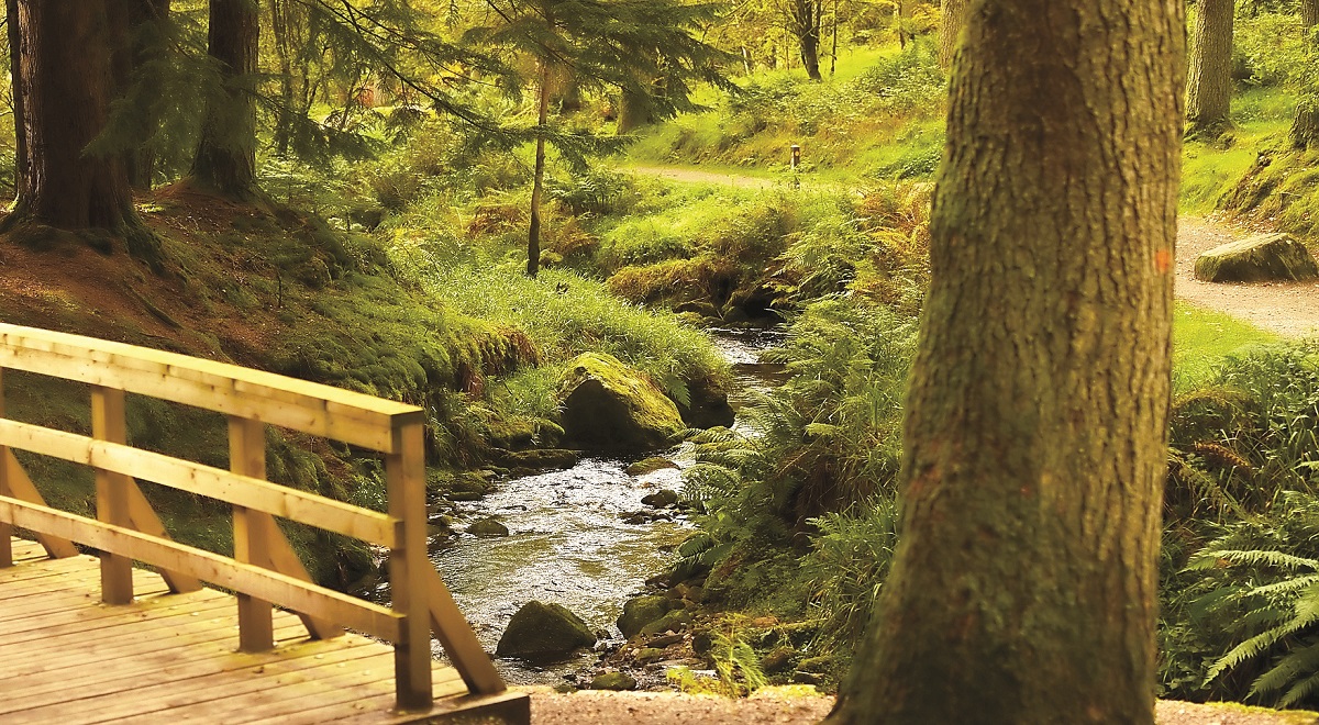 Alleged pitbull attack in Gortin Glens