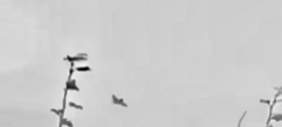 Low flying RAF jets cause alarm and anger