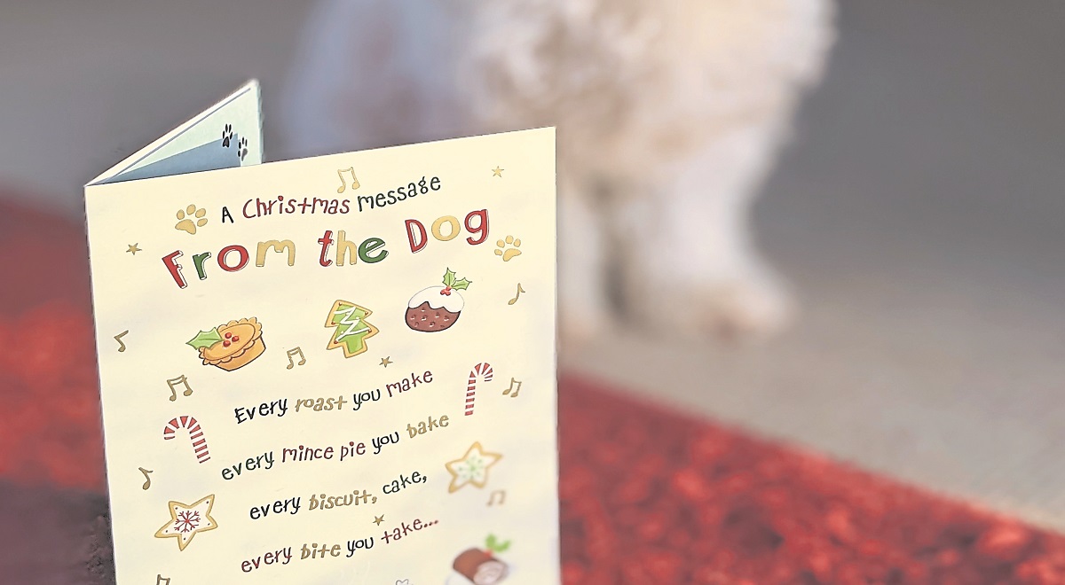 From the dog for the dog