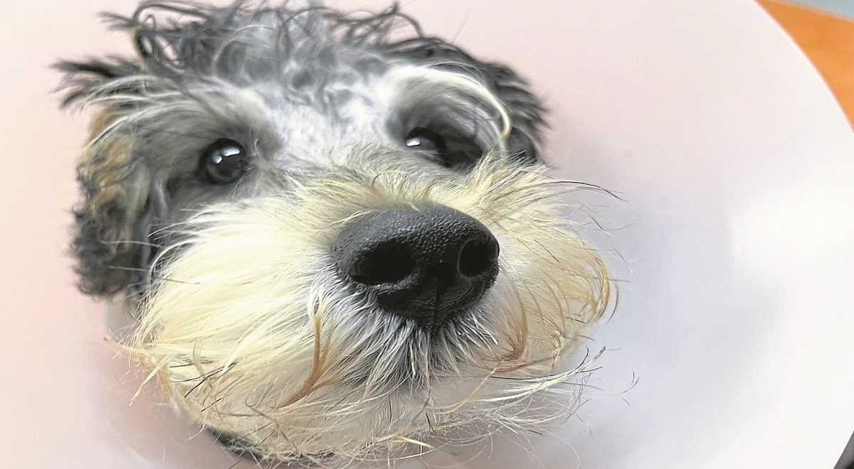 Round of a-paws for Omagh vets