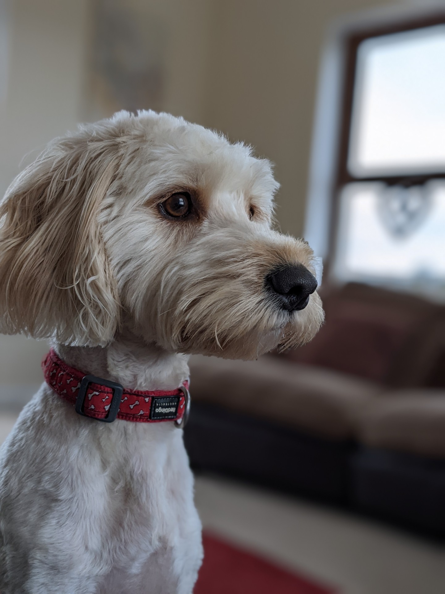 A real rabbit. Not a fake rabbit