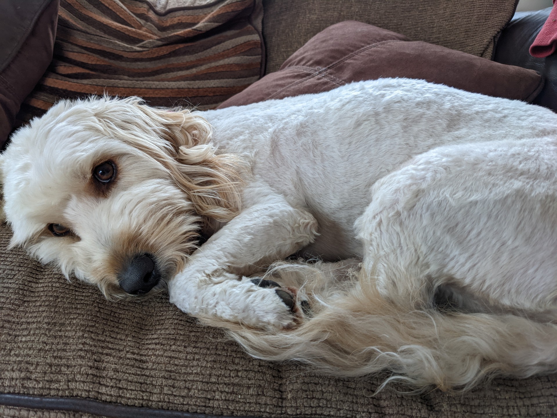 The clown that cried wolf