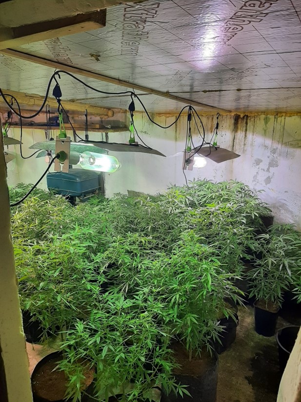 Five men in discovery of a cannabis farm in Mid Ulster