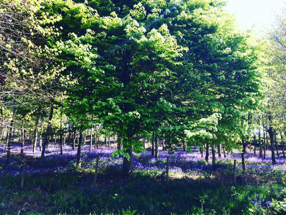 Stroll among the ‘fairy flowers’ in aid of charity