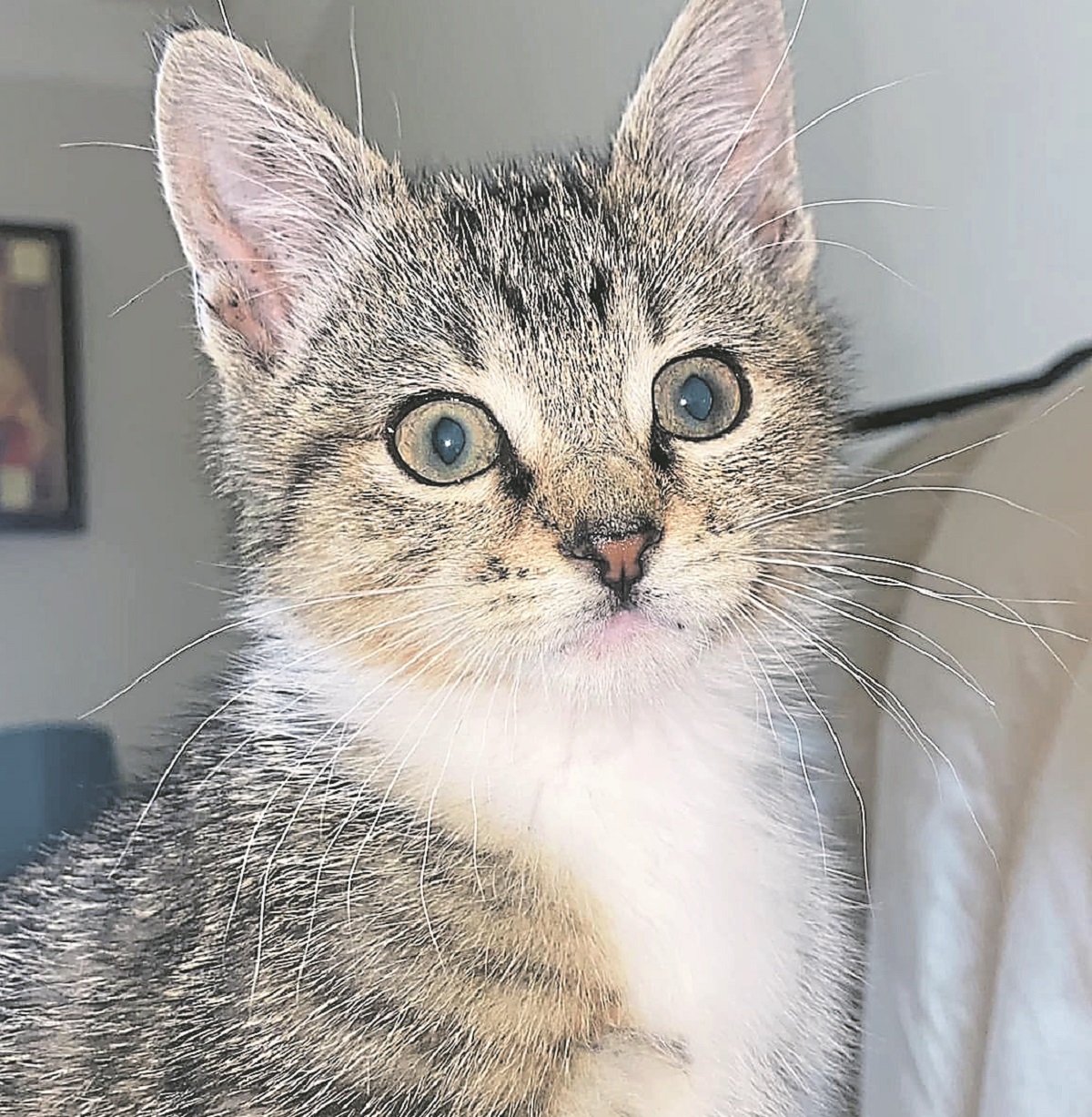 ‘A campaign of cat poisoning’ in Strabane