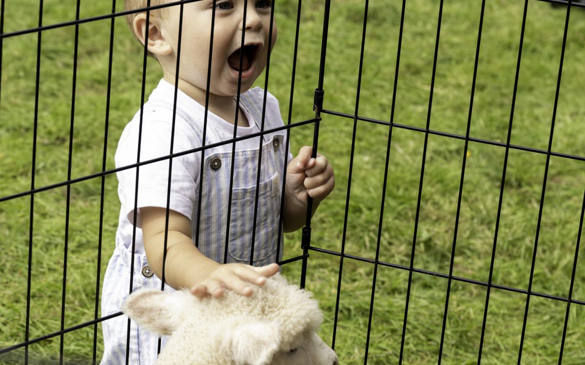 Tommy Murphy screams with joy as he pets a lamb at the petting zoo.